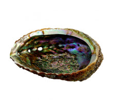 Load image into Gallery viewer, large Abalone Shell